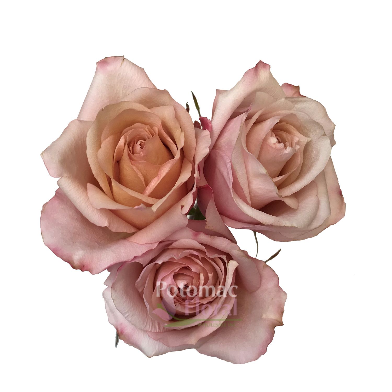 Fascination Rose, 40 50 cm Potomac Floral Wholesale